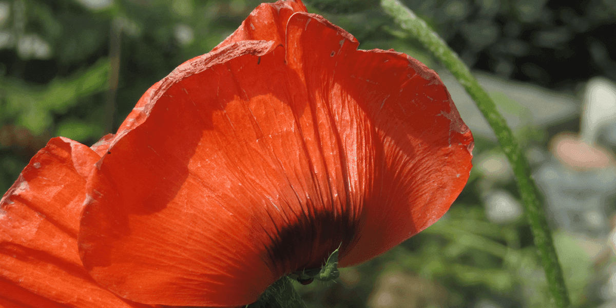 flower.png